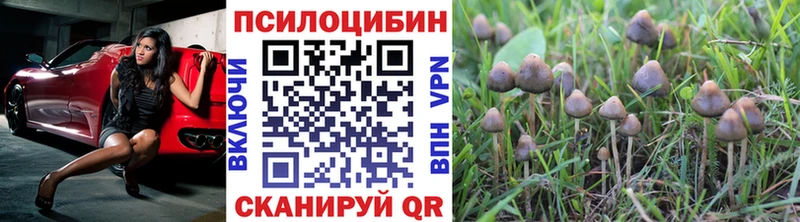 где можно купить   Пыть-Ях  Псилоцибиновые грибы MAGIC MUSHROOMS 